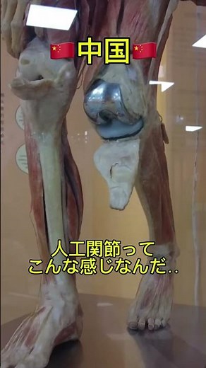 🇨🇳中国の博物館には、日本では見られない貴重な展示がある。昔は日本でも人体の不思議展という企画展として展示された。 #海外旅行 #都市伝説 #怖い話 #中国旅行 #人体の不思議 #北京