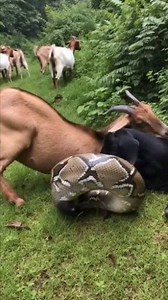 109K views · 876 reactions | Pure terror in the garden!  This monstrous python strikes out of nowhere, sinking its fangs into a goat’s neck! Chaos erupts as the herd screams and scatters – nature at its most brutal!  #WildChaos #PythonAttack #GoatVsPython #NatureIsSavage #EpicWildlifeChaos #AnimalNightmare #TerrifyingWildlife #SnakeStrike #WildEncountersGoneWrong #InsaneAnimalAttack #NatureHorror | Bakti Saputra | Facebook