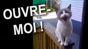 Desperate Cat Switches to Speaking French When Meowing Won't Get Him Inside the House
