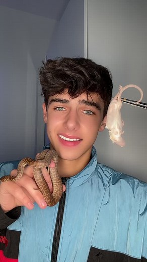 Feeding Giant Python with Rat | Enclosure Clean Out Video