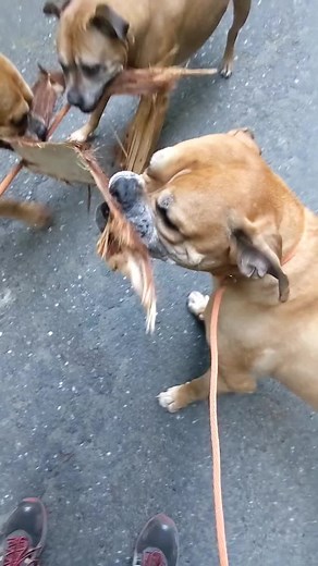 69K views · 476 reactions | Some tug of war in the forest with some redwood bark 蝹 #tugofwar #dogs #nature #love #enjoy #freshair #thegreatoutdoors | The Rescued Boys | Facebook