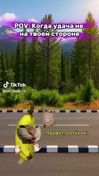 Memes that help cats 😼