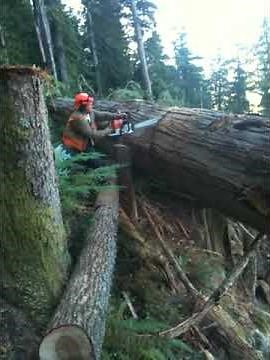bucking large cedar,steep ground