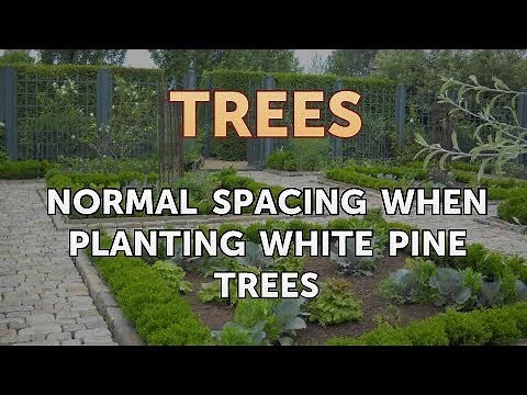Normal Spacing When Planting White Pine Trees