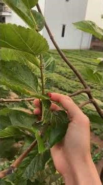 Tuổi thơ anh em 9x còn nhớ #vlog #cuocsong #nangluongtichcuc