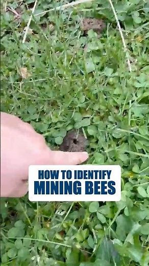How to Identify Mining Bees in Spring #shorts