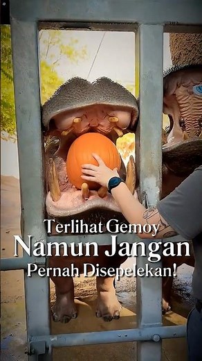 Jangan Tertipu Wajah Gemasnya! Sisi Gelap Kuda Nil yang Gak Pernah Kamu Tahu