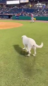 58K views · 1.8K reactions | POV: After six years of paw-fect retrieving, the crowd goes wild for this bat dog’s last time... #animalkind | azcentral | Facebook