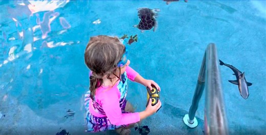 Watch Awesome remote control shark pool toy! Demo! So fun! on Amazon Live