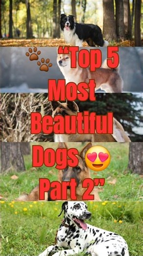 Top 5 Most Beautiful Dog Breeds in the World 🐾 | Cutest Dogs Ever! Part 2 🐶🐕