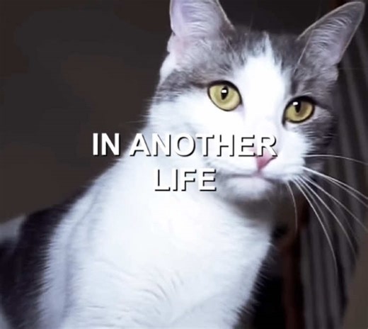 Talking Kitty Cat Moments: A Hilarious Compilation