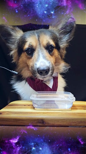 ASMR Corgi Dog Drinking Water 🌊 #asmr #dog #corgi #water