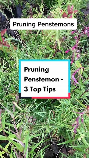 Pruning penstemon for the best effect #gardenlikeamaster #gardeningtipsforbeginners #gardeningforbeginners #perennialplants #penstemon #secateurs #gardeningtogether