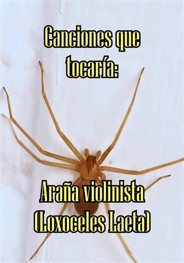 Canciones de la araña violinista que te harán bailar