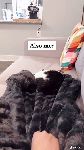 sMe : My cat is so disturbing. l can't get any work done !😇😽 #MeganFox #JenniferLopez #margotrobbie #FunnyCats #cat #kitty #meow #KristenStewart #usa | Paws & Purrs