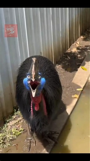 Most Dangerous Sounding Birds 😨🦅