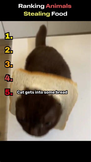 Some animals don’t hunt🐾… they snatch. From sneaky grab-and-runs to fearless food thieves, we’re ranking the most shameless snack stealers caught on camera. Wait until you see who takes the top spot. Subscribe for more quick, funny clips you can’t stop watching. #Shorts #Animals #FunnyAnimals #FoodThieves #CaughtOnCamera