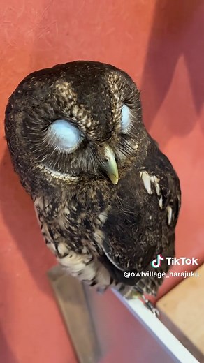 Adorable Owls: A Peek into Their World