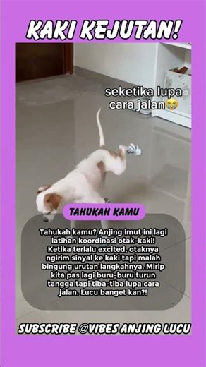 ANJING INI BINGUNG SENDIRI! Otaknya Ngirim Sinyal Salah ke Kaki, Lucu Banget 😂🐶
