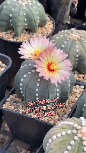 This cactus is widely collected