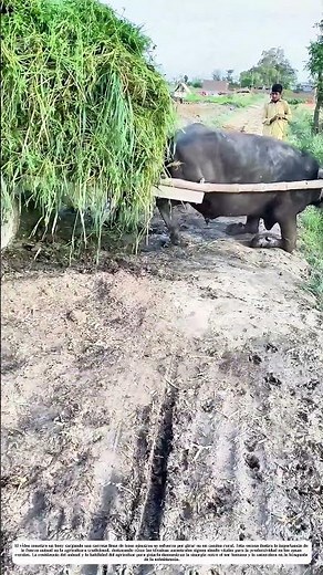 Fuerza en el arado: Cómo un buey transforma el trabajo en el campo