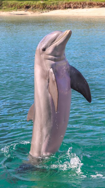 621 reactions · 106 shares | Exploring How ‘Wait and Go’ Enriches...