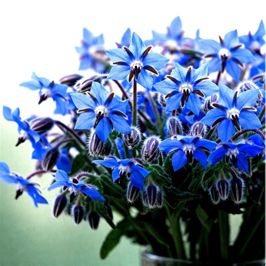 200 Borage Seeds – Blue Starflower, Non-gmo Garden Planting Flower - Etsy