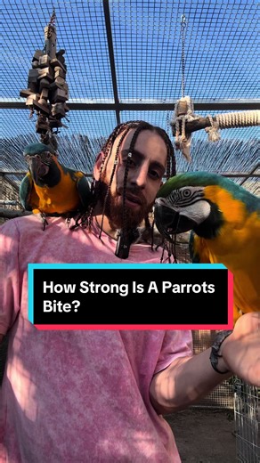 Macaws Have Stronger Bite Force Than Lions