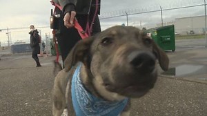 Rescued Afghan dogs paired with “furever” homes