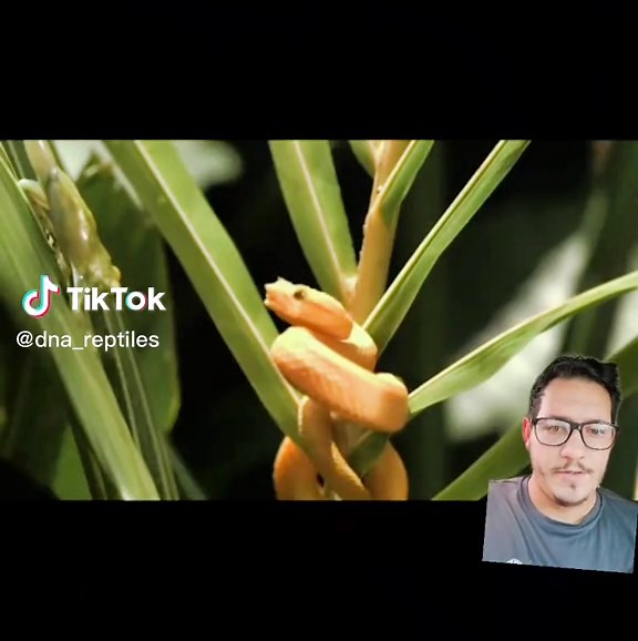 Vipers and pythons are the only snakes with pits! #pitviper #snake #pythons #rattlesnake #fyp #nature #educational