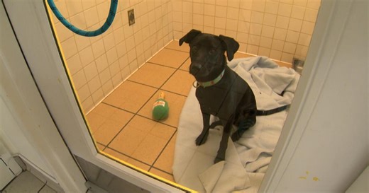 Nashville Humane Association at full capacity, urgently seeks adopters and fosters to help