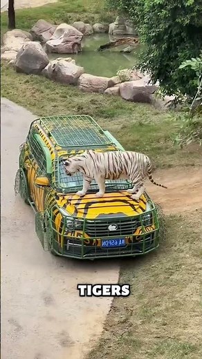 Feeding Lions From a Cage 🥩