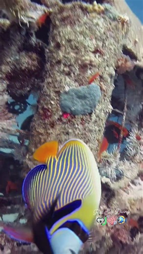 28K views · 480 reactions |  *Underwater Elephant – Dahab’s Hidden Art* Diving past the coral, this majestic elephant sculpture appears from the blue. A unique blend of art and ocean, surrounded by reef life — only in Dahab! 錄 #underwaterworld #elephant #Dahab #Diving #redseadiving #oceanart #MarineLife #ScubaAdventure #DiveWithUs #sculpture #catfish #angelfish | Red Sea Diving | Facebook