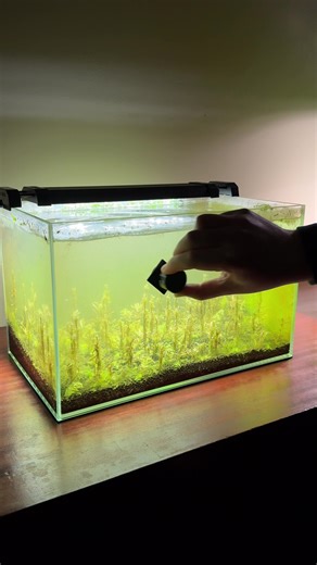 I let this tank get super nasty and covered in algae so I could make a cool series showing what I would do to clean it up and revive it. First step is to get rid of the algae on the glass! #aquarium #plants #fishtank #aquascape