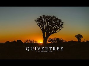 QUIVER TREE || KEETMANSHOOP - NAMIBIA