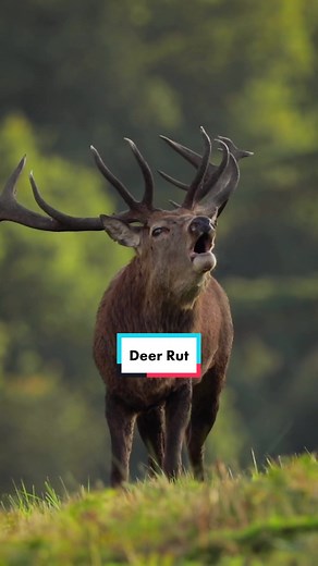 Red Deer Stag Bellowing during Rutting Season