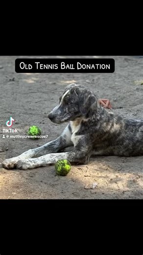 Donation of old tennis balls made the day at Muttley Crew Rescue #rescuedismyfavoritebreed #adoptashelterpet #adoptdontshop #doglife #rescueanimalsrock #rescuedog #mutts #tennis | Muttley Crew Rescue