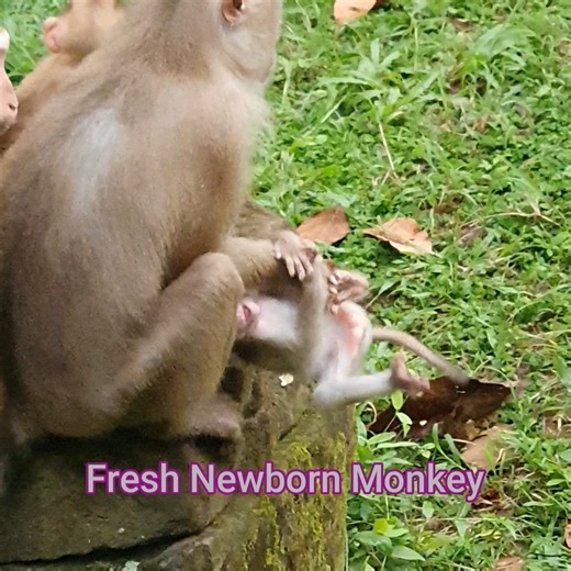 7.9K views · 246 reactions | MG! Mom Libby weaning poor baby Rainbow, Rainbow play with her friends, Fresh Newborn Monkey 2172 | Fresh Newborn Monkey | Facebook