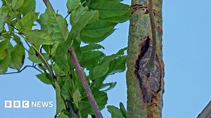 Ash dieback: Deadly tree fungus spreading 'more quickly'