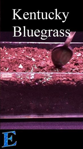 Time lapse of Kentucky Bluegrass Growing! short