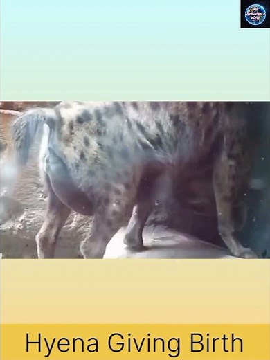 Female Hyena Giving Birth | How does a Hyena give birth? #facts #short #hyena ‪@Ms.UncountableFacts‬