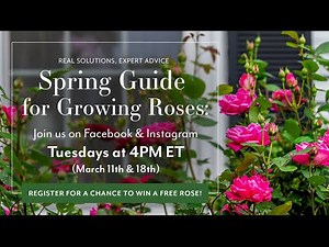 Spring Guide for Growing Roses - Week 2: Pruning Roses
