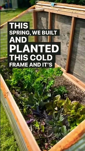 Our First Spring With A Cold Frame - Getting Some Produce Early #gardening #garden #coldframe