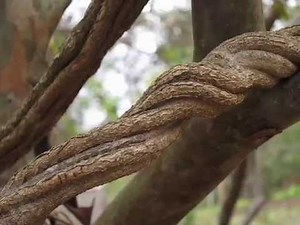 Banisteriopsis caapi