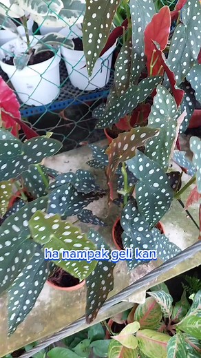 Exploring Nursery Plants in Sungai Buloh | Monstera, Philodendron, Alocasia