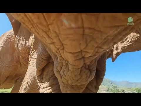 Elephant's language, how they communicate to each other.