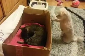 amazing | Amazing pictures