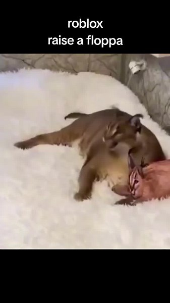 raise a floppa#floppa#roblox#meme#funny#pet#CapCut