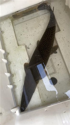 Alligator gar 🐊new stank 😰setup #shorts #fishing #fishing #alligatorgar #viral