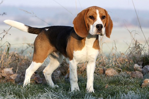 Beagle Facts You May Not Know
